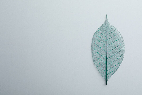 Beautiful decorative skeleton leaf and space for text on white background