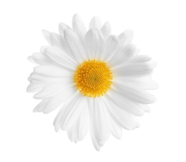 Bela Delicada Flor Camomila Fundo Branco — Fotografia de Stock
