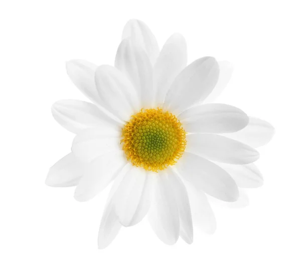 Beautiful Delicate Chamomile Flower White Background — Stock Photo, Image
