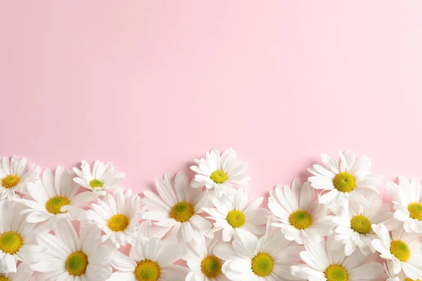 Hermosas Flores Manzanilla Sobre Fondo Color Disposición Plana Con Espacio — Foto de Stock