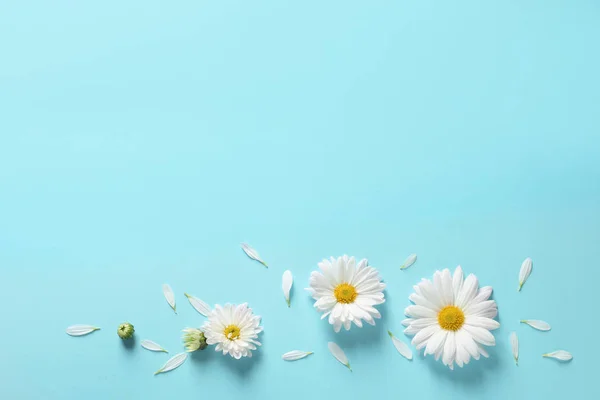 Hermosas Flores Manzanilla Sobre Fondo Color Disposición Plana Con Espacio — Foto de Stock