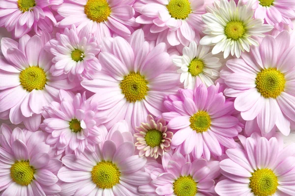 Arka Plan Üstten Görünüm Olarak Güzel Papatya Çiçeği — Stok fotoğraf