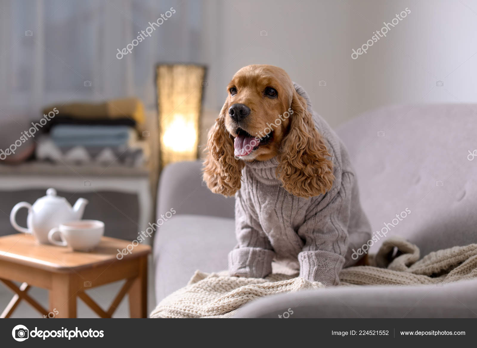 Cocker top spaniel sweater