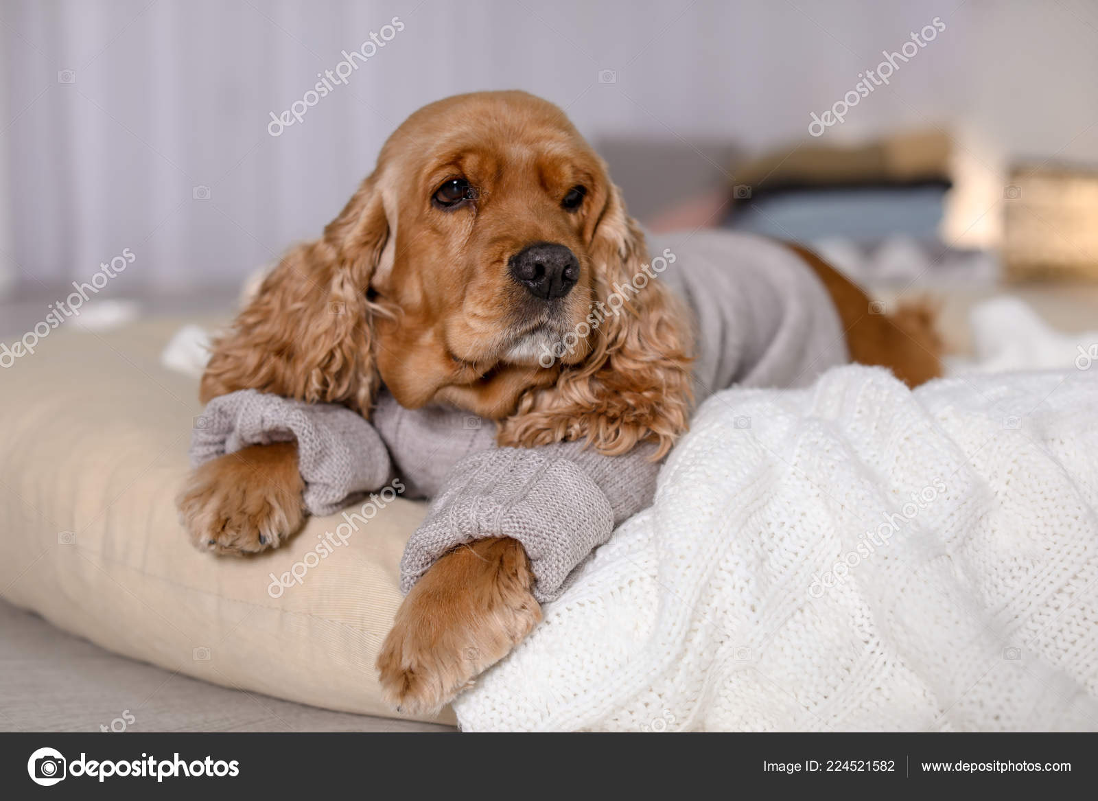 cute cocker spaniel