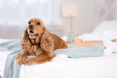 Cocker Spaniel köpek evde yatakta sıcak battaniye ile. Sıcacık kış