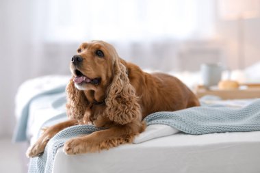 Cocker Spaniel köpek evde yatakta sıcak battaniye ile. Sıcacık kış