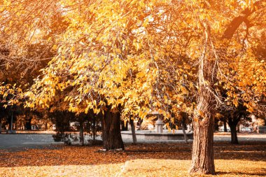 Sonbahar Park güneşli güzel manzara