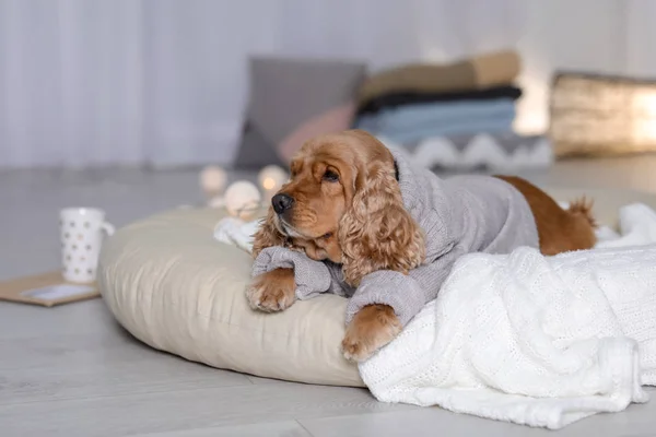 自宅の枕に横になっているニットのセーターかわいいコッカー スパニエル犬 温かく居心地の良い冬 — ストック写真