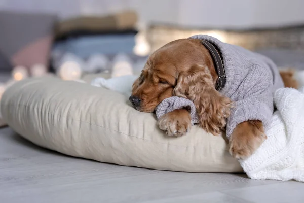 집에서 베개에 스웨터에 귀여운 따뜻하고 아늑한 — 스톡 사진