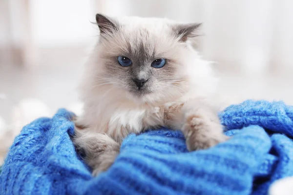 Schattige Kat Liggend Gebreide Trui Thuis Warme Gezellige Winter — Stockfoto