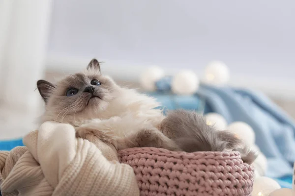 Lindo Gato Con Manta Punto Cesta Casa Invierno Cálido Acogedor — Foto de Stock