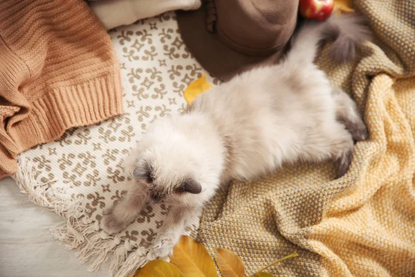 Милая Кошка Трикотажным Одеялом Полу Дома Вид Сверху Теплая Уютная — стоковое фото