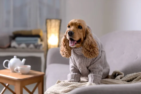 집에서 소파에 스웨터에 귀여운 따뜻하고 아늑한 — 스톡 사진