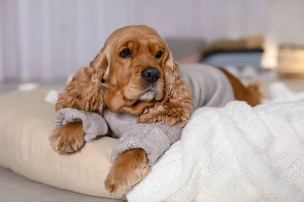Cocker Spaniel Pies Sweter Dzianiny Leżąc Poduszce Domu Ciepłe Przytulne — Zdjęcie stockowe