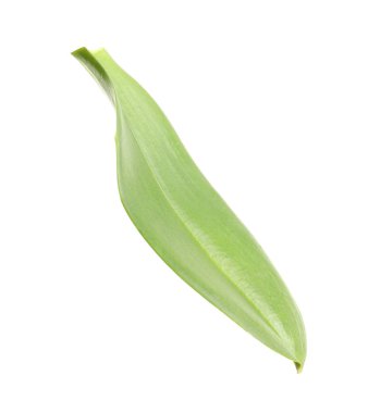 Beyaz arka plan üzerinde yaprak yeşil orkide. Tropikal bitki