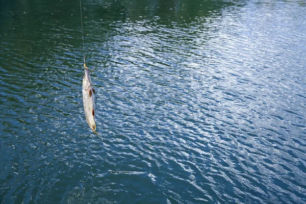 Catching fish on hook in river. Fishing day