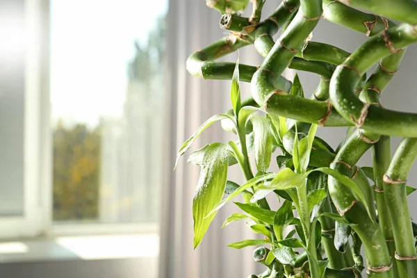 Planta Bambú Verde Sobre Fondo Borroso Primer Plano Espacio Para —  Fotos de Stock