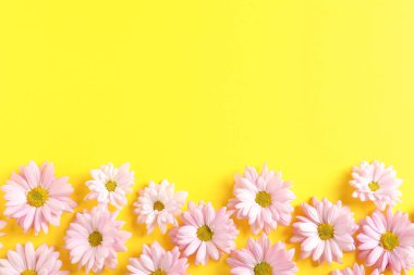 Metin için yer ile güzel papatya çiçeği düz renkli arka plan üzerinde göklere