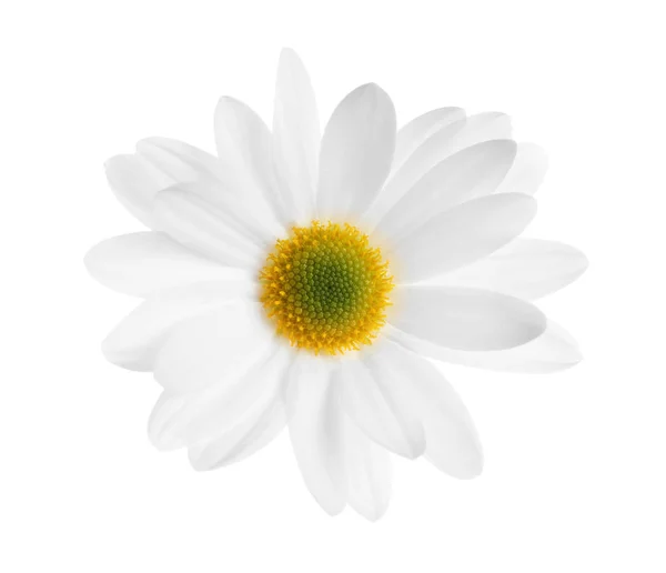 Schöne Und Zarte Kamillenblüte Auf Weißem Hintergrund — Stockfoto