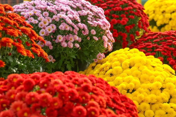 Visa Färska Vackra Färgglada Krysantemum Blommor — Stockfoto