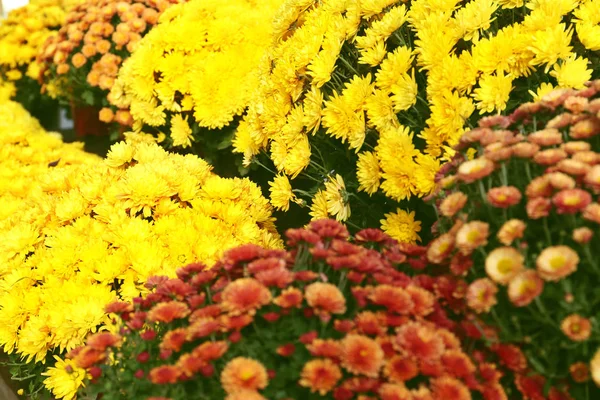 Blick Auf Frische Schöne Bunte Chrysanthemenblüten — Stockfoto