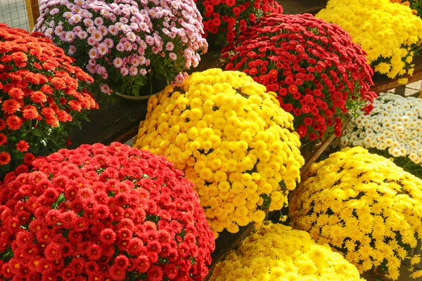 View Fresh Beautiful Colorful Chrysanthemum Flowers — Stock Photo, Image