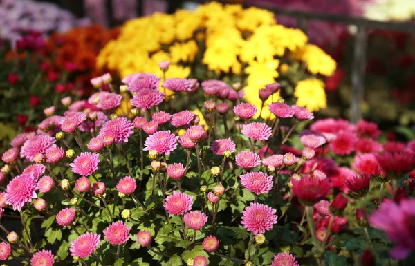 Kilátás Friss Gyönyörű Színes Krizantém Virág — Stock Fotó