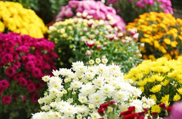 Pohled Čerstvé Krásné Barevné Chrysanthemum Květiny — Stock fotografie