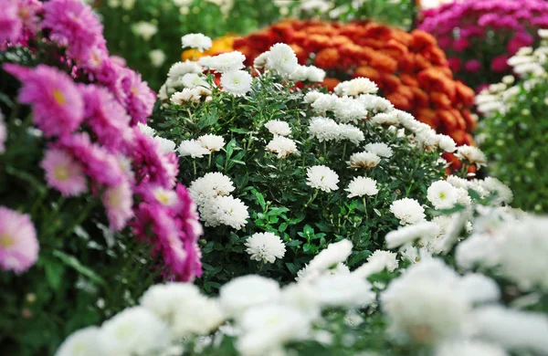 Vista Flores Crisântemo Coloridas Bonitas Frescas — Fotografia de Stock