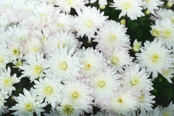 Schöner Frischer Strauß Bunter Chrysanthemenblüten — Stockfoto