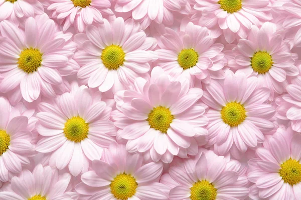 Bellissimi Fiori Camomilla Come Sfondo Vista Dall Alto — Foto Stock