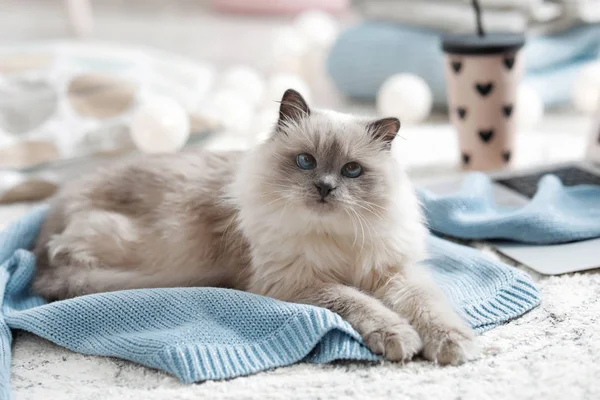 귀여운 고양이 스웨터에 누워입니다 따뜻하고 아늑한 — 스톡 사진
