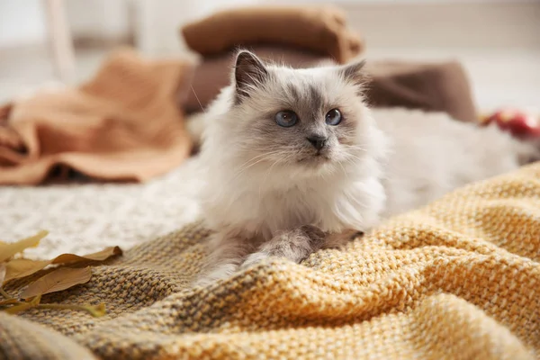 Gato Bonito Com Cobertor Malha Chão Casa Inverno Quente Acolhedor — Fotografia de Stock