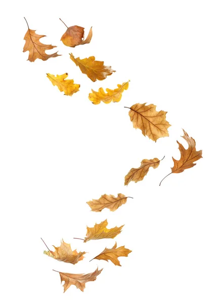 Schöne Herbstblätter Fallen Auf Weißem Hintergrund — Stockfoto