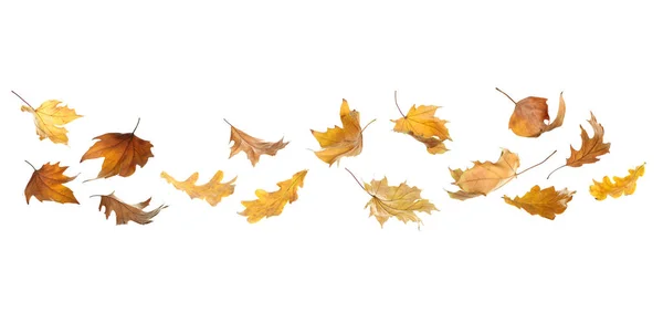 Conjunto Hojas Otoño Sobre Fondo Blanco — Foto de Stock