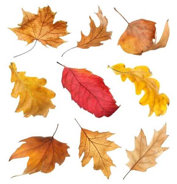 Set Autumn Dried Leaves White Background — Stock Photo, Image