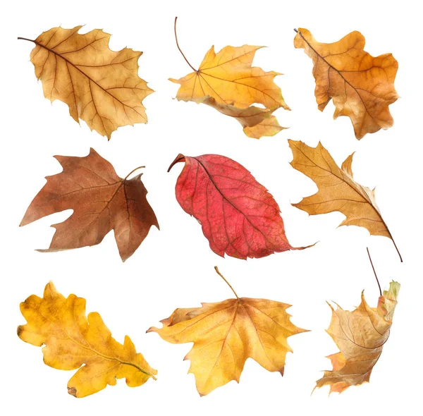 Набор Осенних Сухих Листьев Белом Фоне — стоковое фото