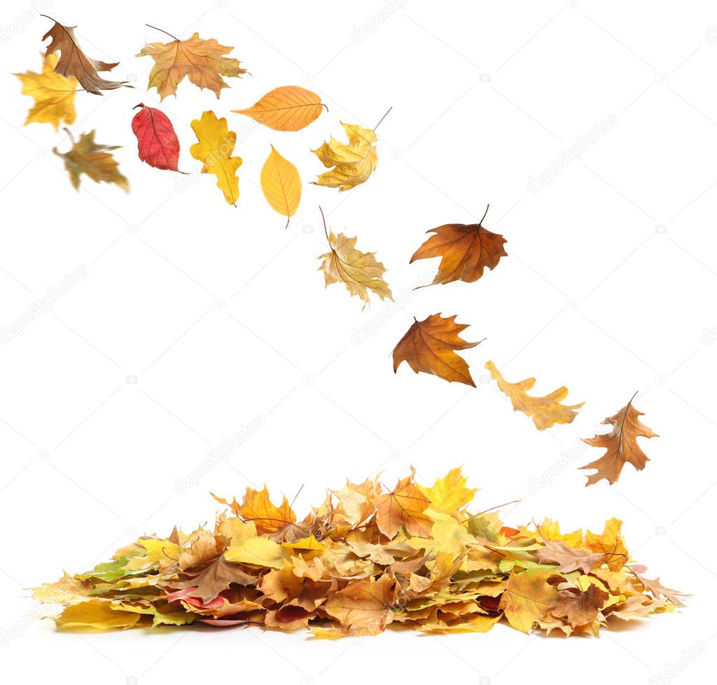 Autumn leaves falling onto heap against white background