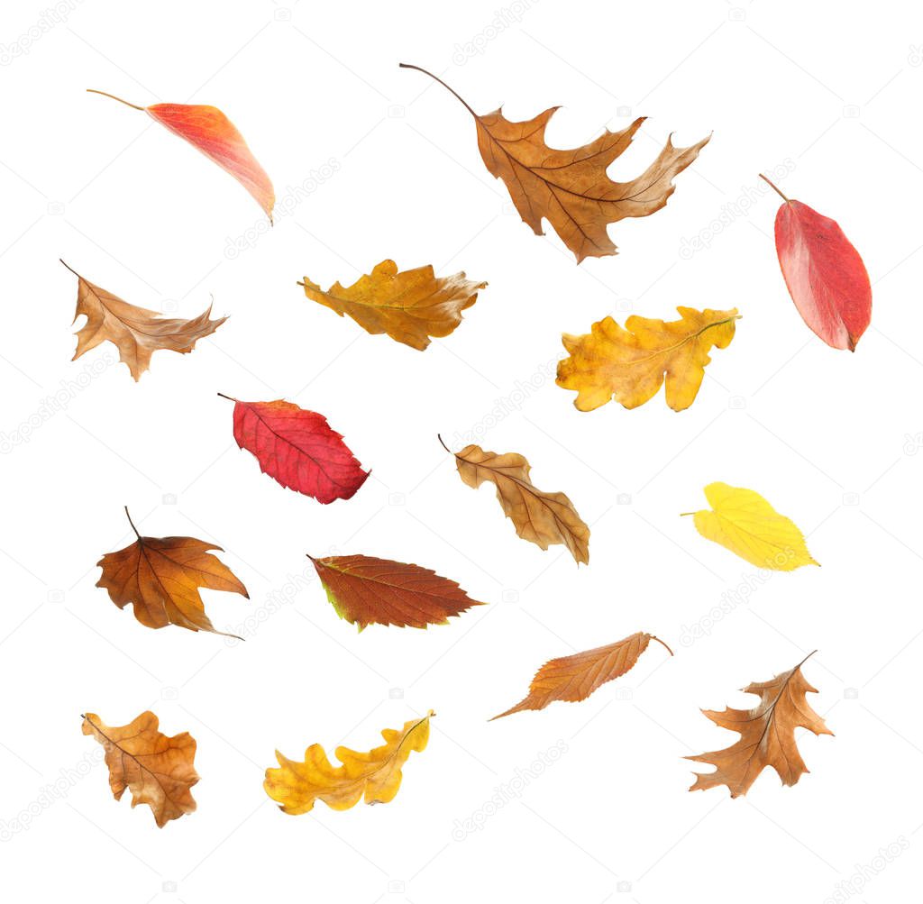 Set of autumn leaves on white background