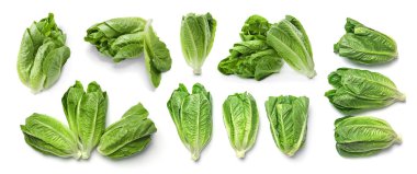 Beyaz arka plan üzerinde taze olgun çünkü marul ile ayarla