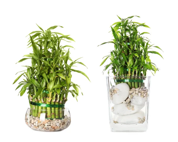 Conjunto Com Bambu Sorte Fundo Branco Protecção Das Plantas Domésticas — Fotografia de Stock