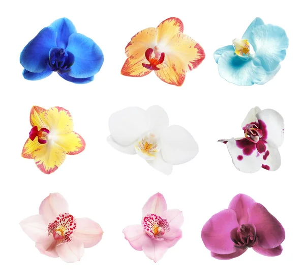 Set Met Mooie Orchideebloemen Witte Achtergrond — Stockfoto