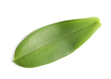 Beyaz arka planda, üstten görünüm yaprak yeşil orkide. Tropikal bitki