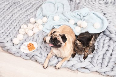Sevimli kedi ve pug köpek evde katta battaniye ile. Sıcacık kış