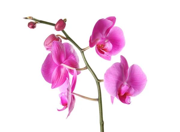 Красивый Цветок Орхидеи Белом Фоне Тропические Растения — стоковое фото