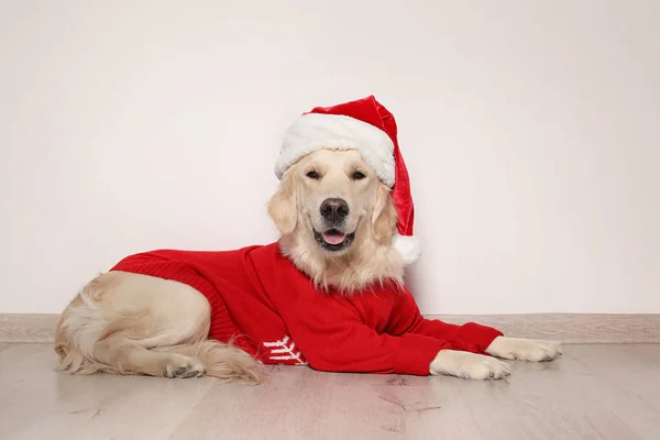 따뜻한 스웨터와 크리스마스 모자에서 귀여운 강아지 — 스톡 사진