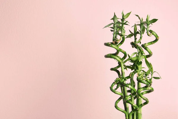 Groene Bamboe Plant Met Bladeren Kleur Achtergrond Ruimte Voor Tekst — Stockfoto