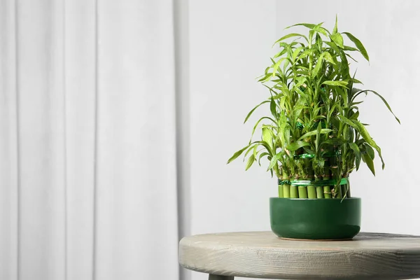 Tisch Mit Eingetopfter Bambuspflanze Der Nähe Der Wand Raum Für — Stockfoto