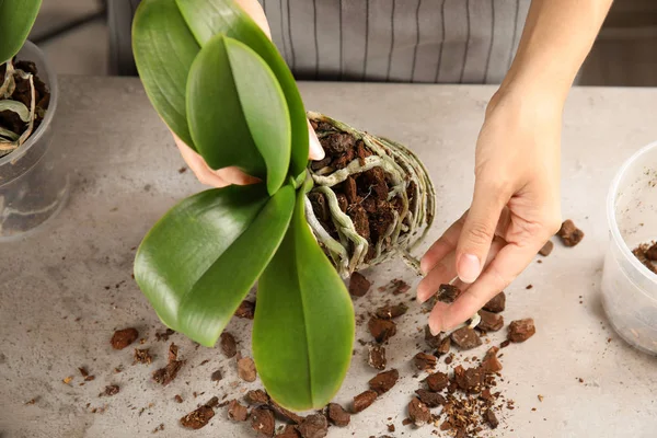Mulher Transplantando Planta Orchid Tabela Closeup — Fotografia de Stock