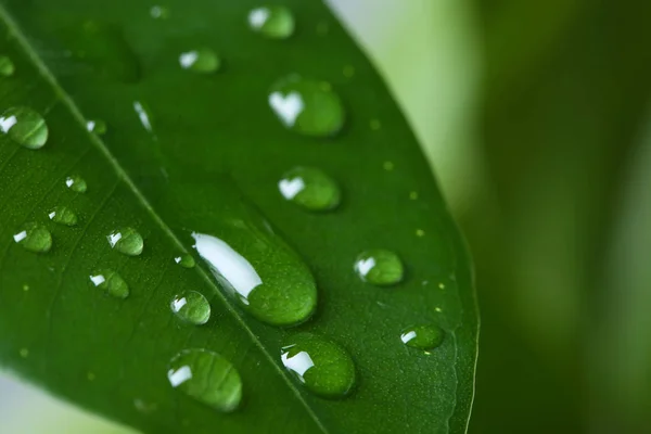 View Water Drops Green Leaf Closeup — Stock Photo, Image